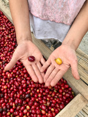 Colombia Sebastian Ramirez