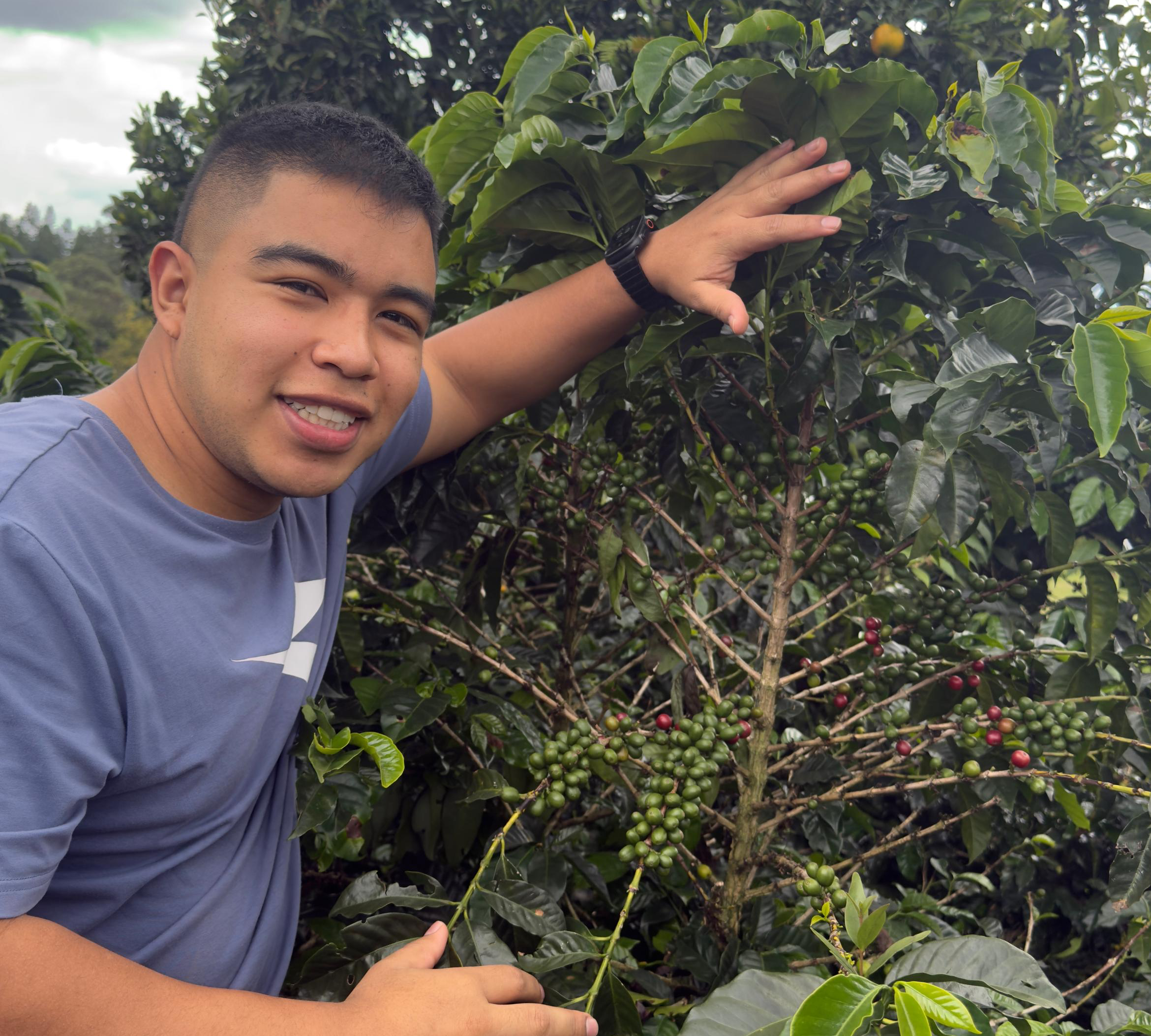 Producer Andres Martinez inspecting Gesha variety coffee cherries on plant at El Sendero farm 1750 meters altitude in Cauca Colombia