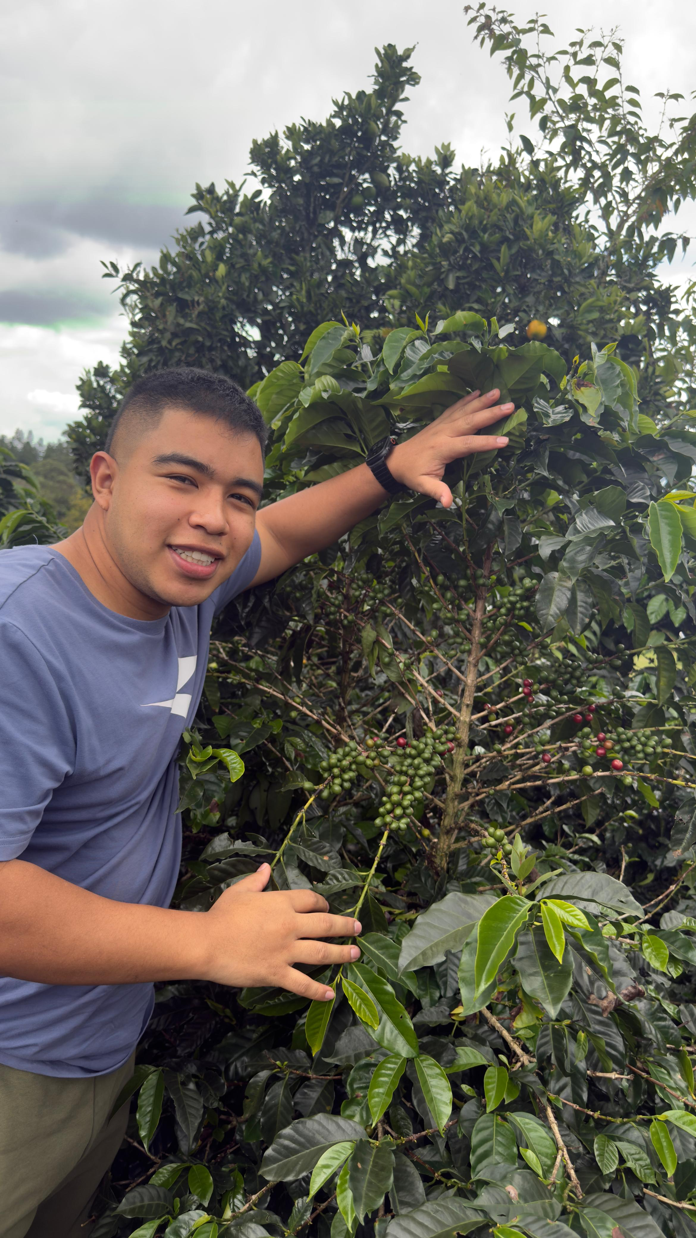 Producer Andres Martinez inspecting Gesha variety coffee cherries on plant at El Sendero farm 1750 meters altitude in Cauca Colombia