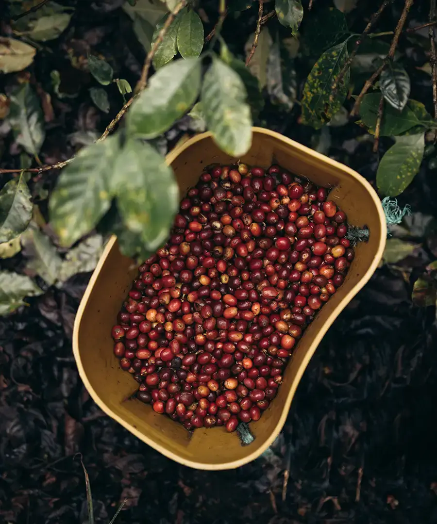 Freshly harvested ripe red coffee cherries in yellow basket at El Sendero farm Colombia for Gesha semi-washed processing