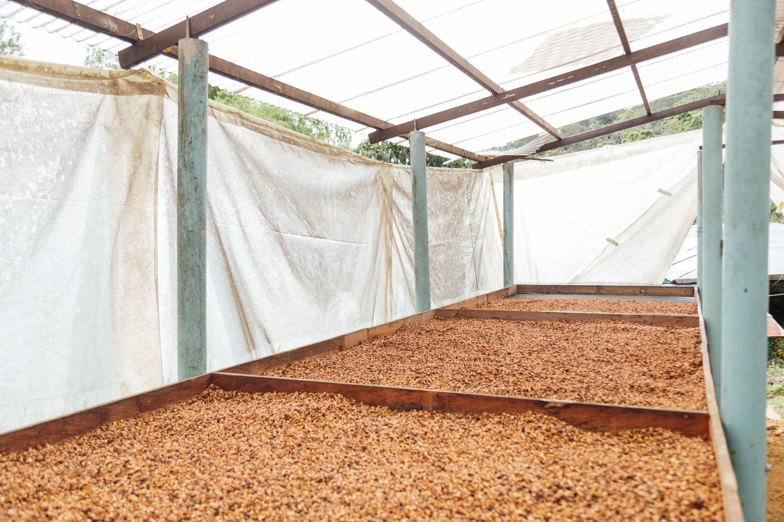 Colombia Arnulfo Caro Chiroso