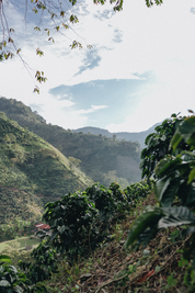 View across the Andes Antioquia mountainside from San Antonio coffee farm, coffee shrubs in foreground above a green valley, 1,850 MASL