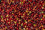Top-down close-up of freshly picked Caturra and Castillo coffee cherries from San Antonio farm, mix of fully ripe red and just-ripening yellow-red cherries, Andes, Antioquia