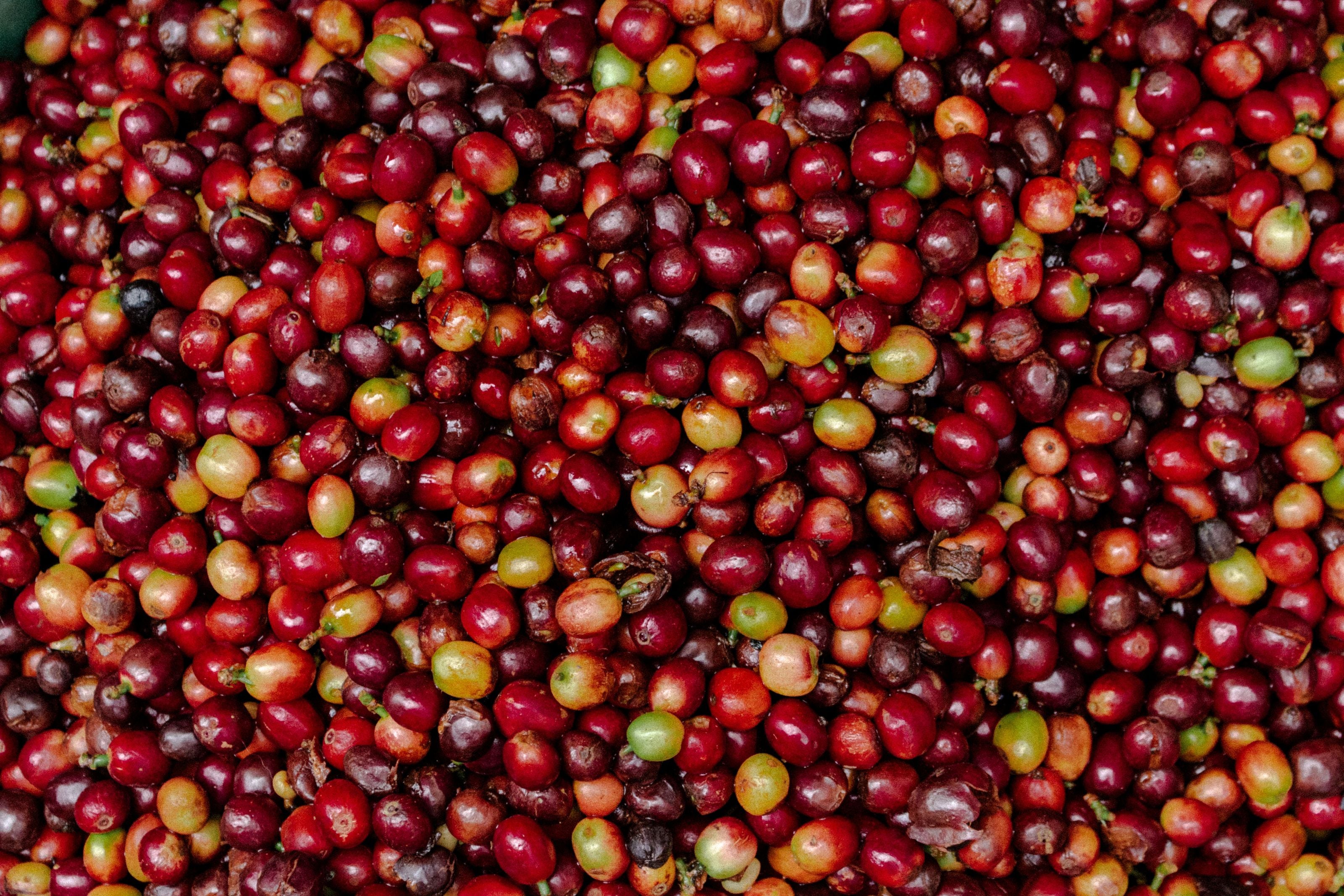 Top-down close-up of freshly picked Caturra and Castillo coffee cherries from San Antonio farm, mix of fully ripe red and just-ripening yellow-red cherries, Andes, Antioquia