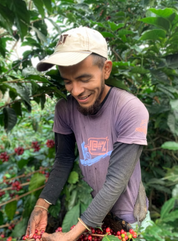 Young coffee picker hand-sorting ripe red cherries among coffee plants at Finca Santa Juana, El Salvador