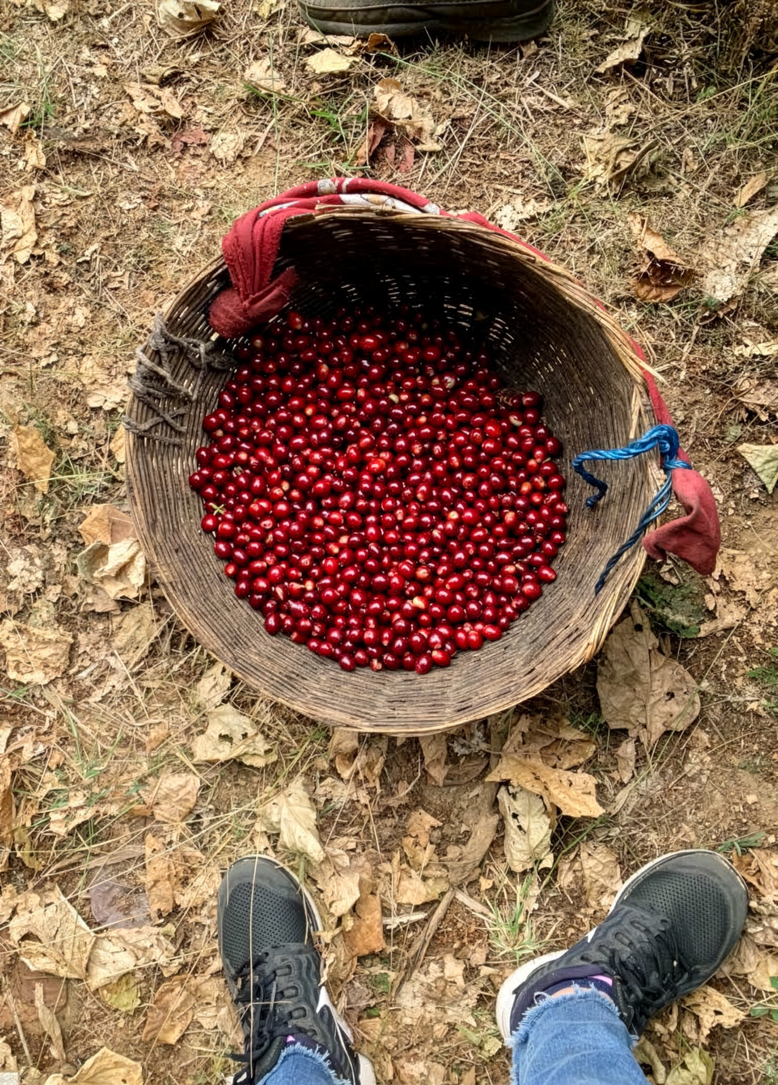 Overhead view of woven harvest basket filled with ripe red coffee cherries on forest floor at Finca Santa Juana, El Salvador