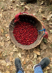 Overhead view of woven harvest basket filled with ripe red coffee cherries on forest floor at Finca Santa Juana, El Salvador