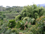 Lush tropical foliage and coffee trees on a smallholder plot on Kuta Ridge, Waghi Valley, Western Highlands, Papua New Guinea.