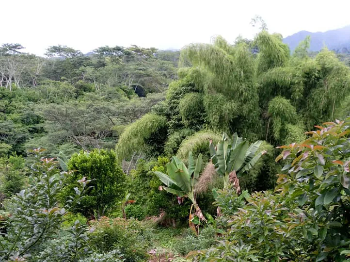 Lush tropical foliage and coffee trees on a smallholder plot on Kuta Ridge, Waghi Valley, Western Highlands, Papua New Guinea.