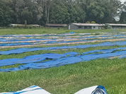 Washed peaberry coffee drying on raised beds under blue tarps at Kuta Mill, Waghi Valley, Western Highlands, Papua New Guinea.