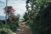 Dirt road between coffee plantings and forest at La Ilusion, Santa Barbara, Colombia, 1,650 meters