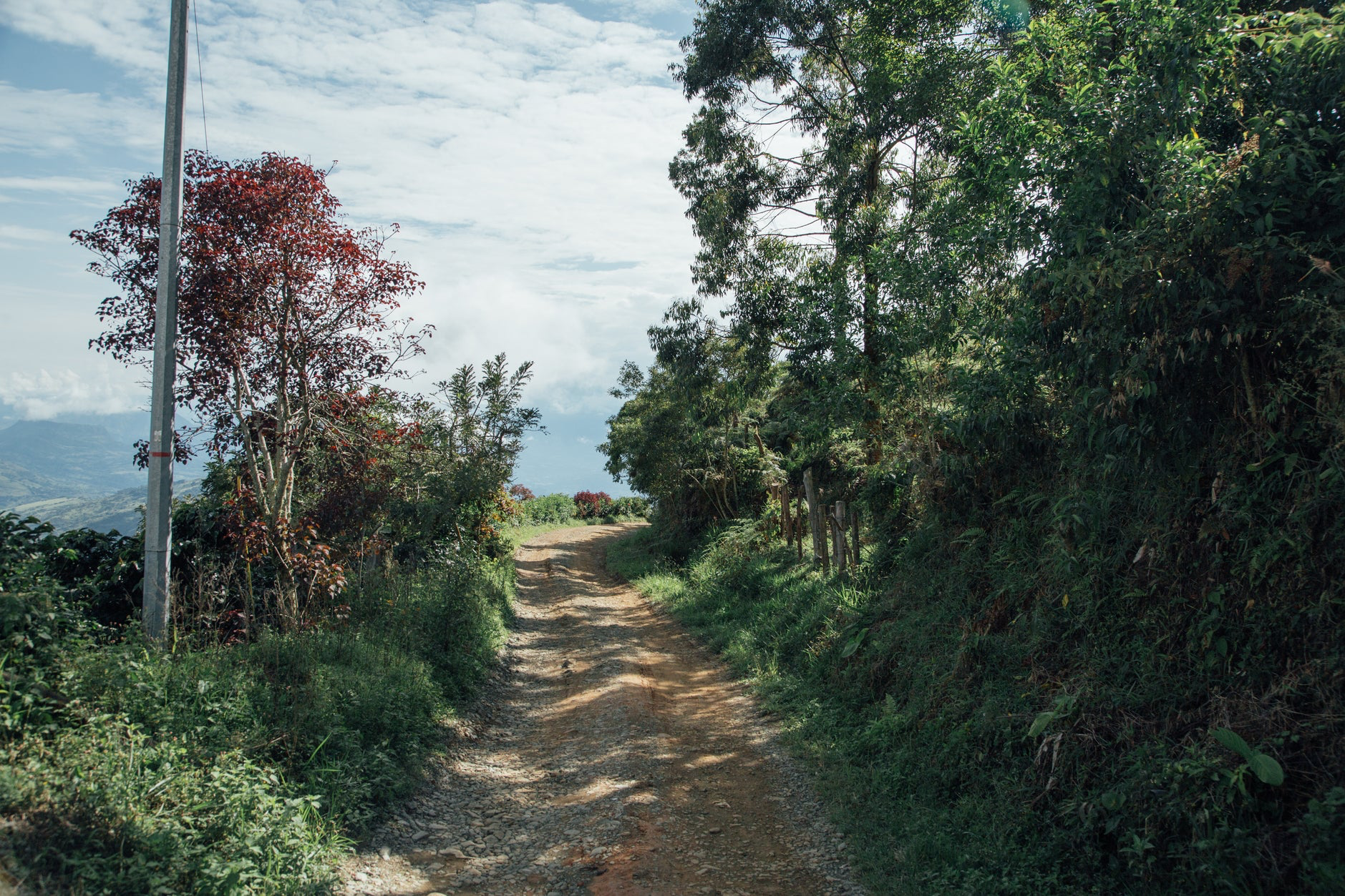 Dirt road between coffee plantings and forest at La Ilusion, Santa Barbara, Colombia, 1,650 meters