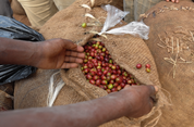 Hands opening a burlap sack of freshly picked red coffee cherries, Agaro and Gera districts, Jimma Zone, Ethiopia