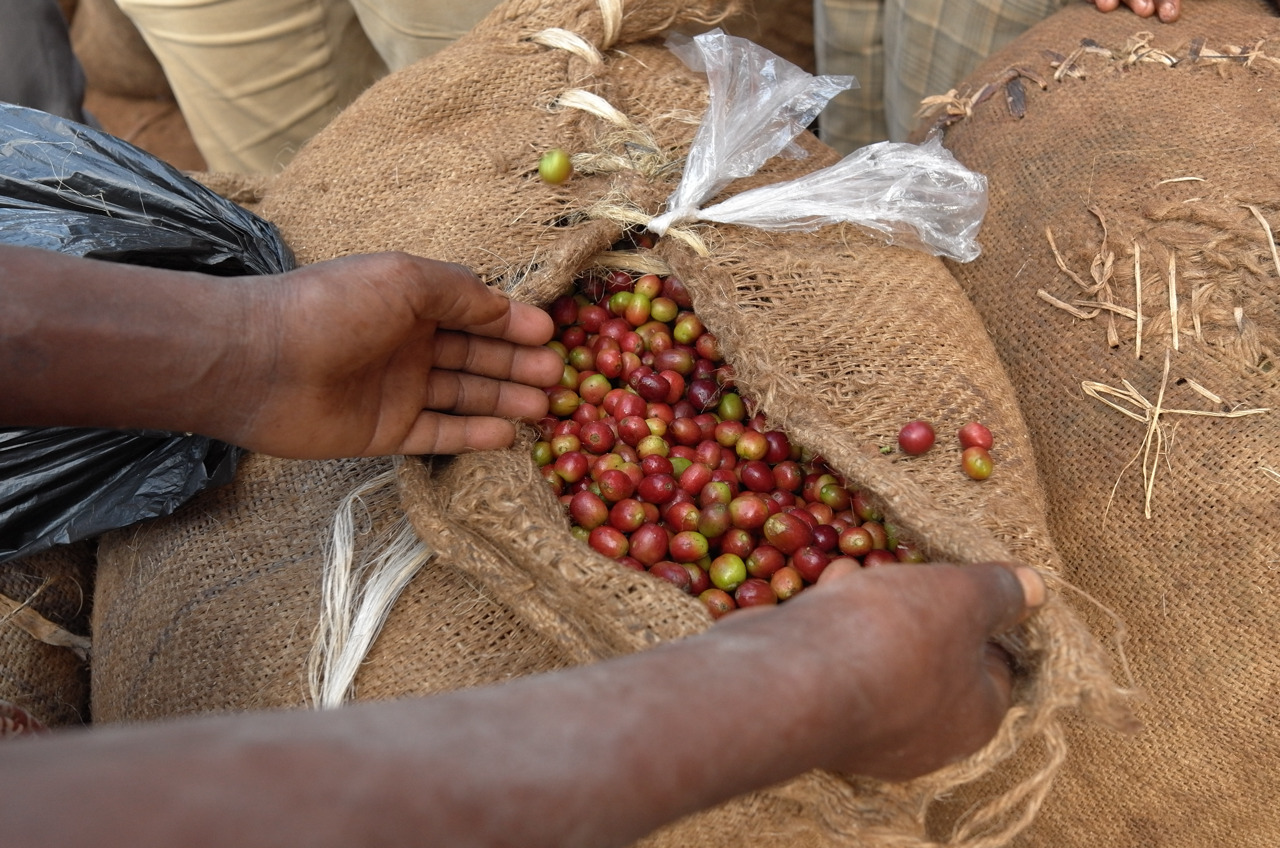 Hands opening a burlap sack of freshly picked red coffee cherries, Agaro and Gera districts, Jimma Zone, Ethiopia