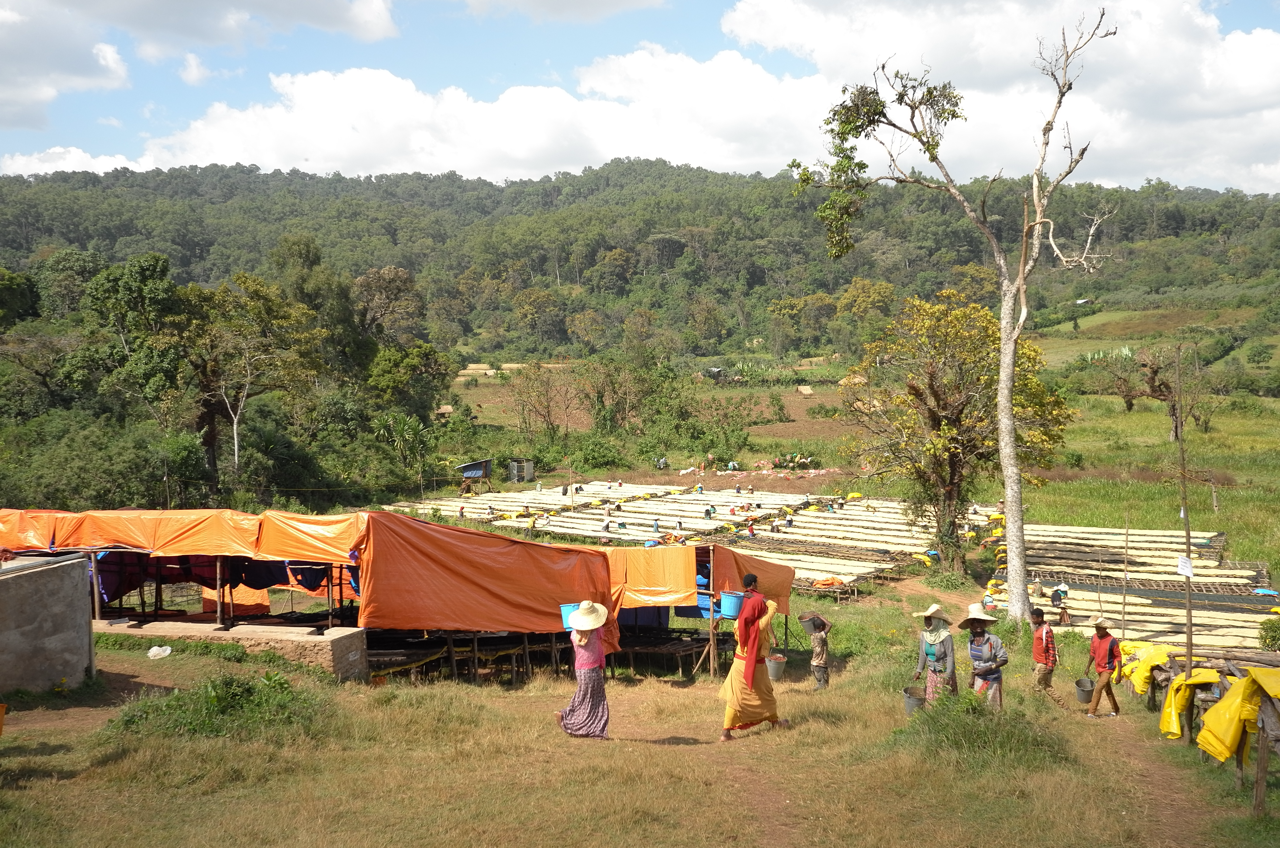 Coffee washing station with raised drying beds and workers below a forested hillside, Jimma Zone, Ethiopia