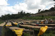 Workers tending washed coffee drying on raised beds on a forested hillside, Agaro and Gera districts, Jimma Zone, Ethiopia