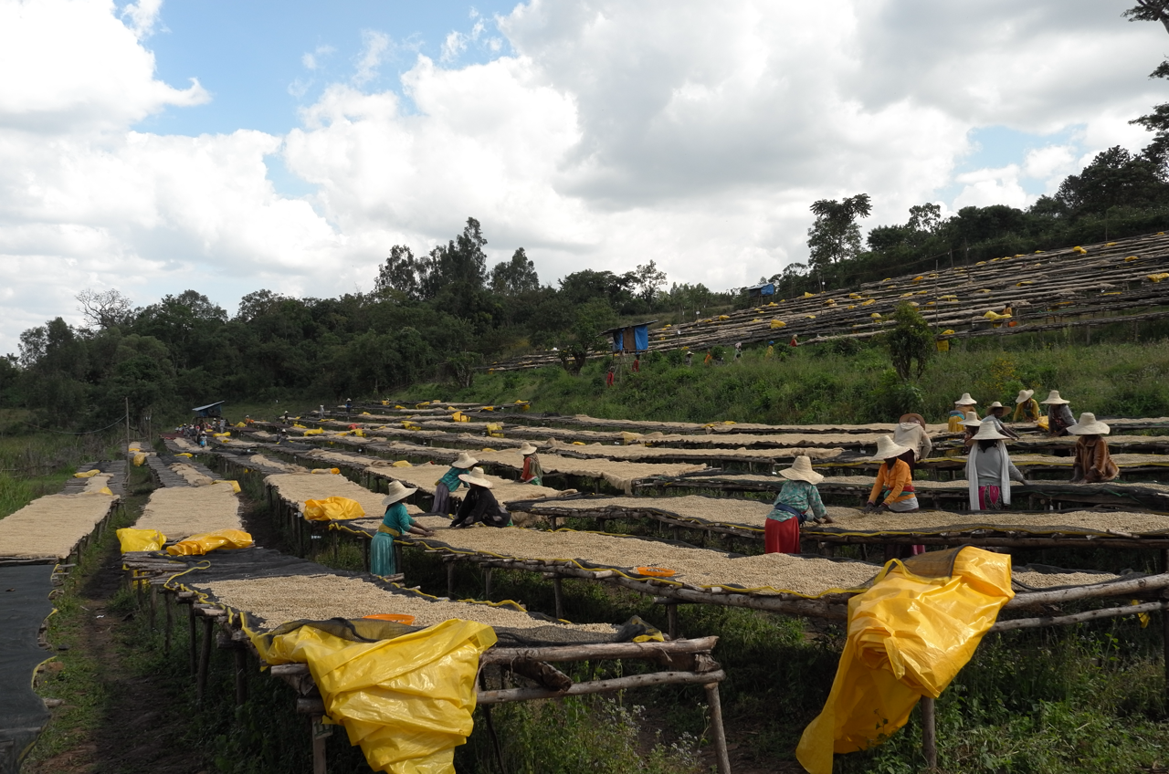 Workers tending washed coffee drying on raised beds on a forested hillside, Agaro and Gera districts, Jimma Zone, Ethiopia