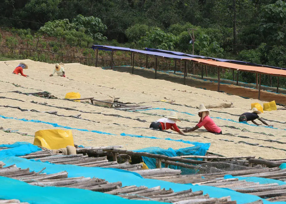 ethiopia-wet-dry-processing.png