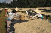 Two women in straw hats hand-sorting washed parchment coffee on raised drying beds, Duromina, Agaro, Ethiopia