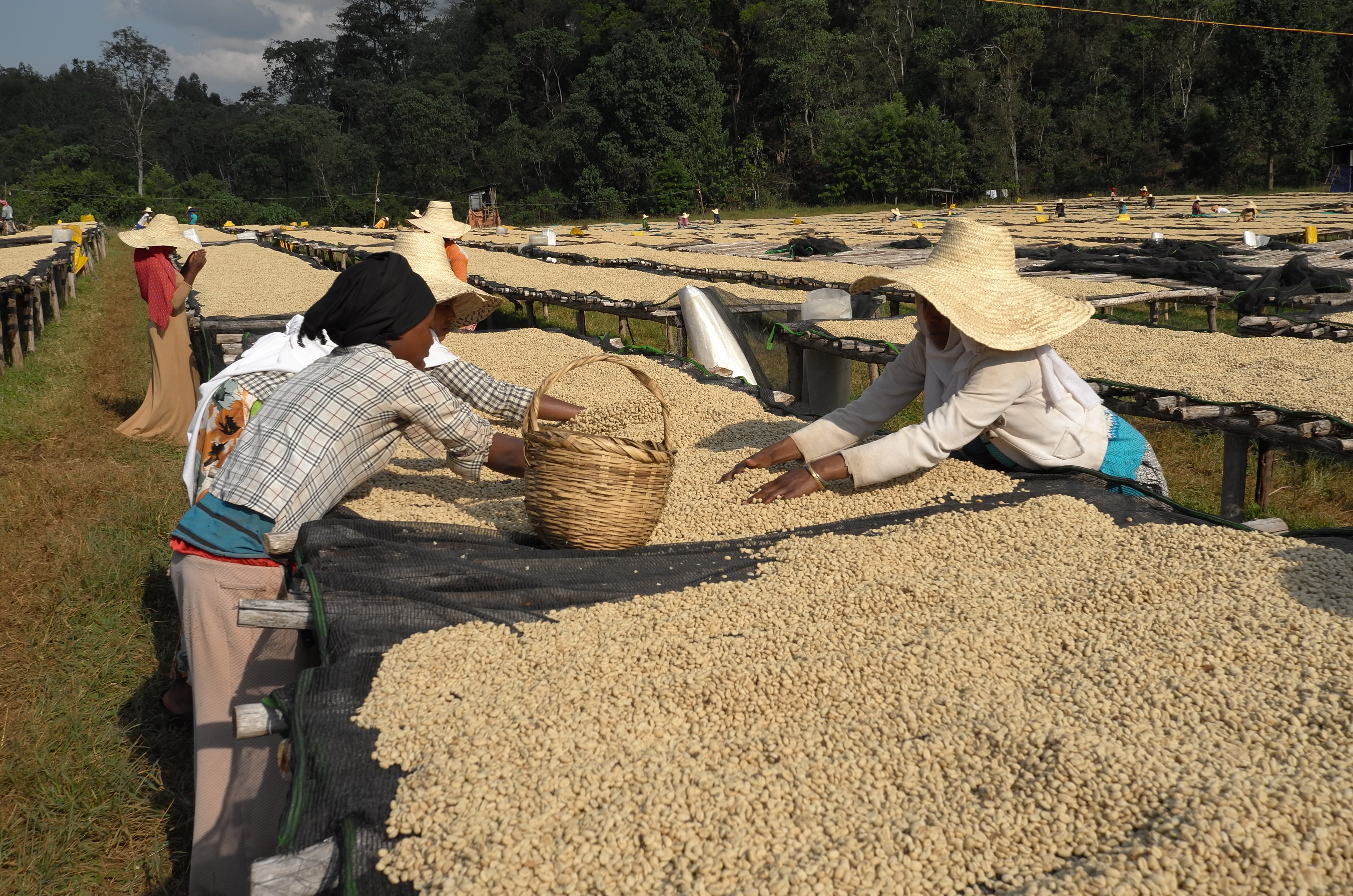 Two women in straw hats hand-sorting washed parchment coffee on raised drying beds, Duromina, Agaro, Ethiopia