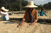 Woman in a straw hat and orange cardigan sorting parchment coffee on a raised bed at Duromina, Agaro, Ethiopia