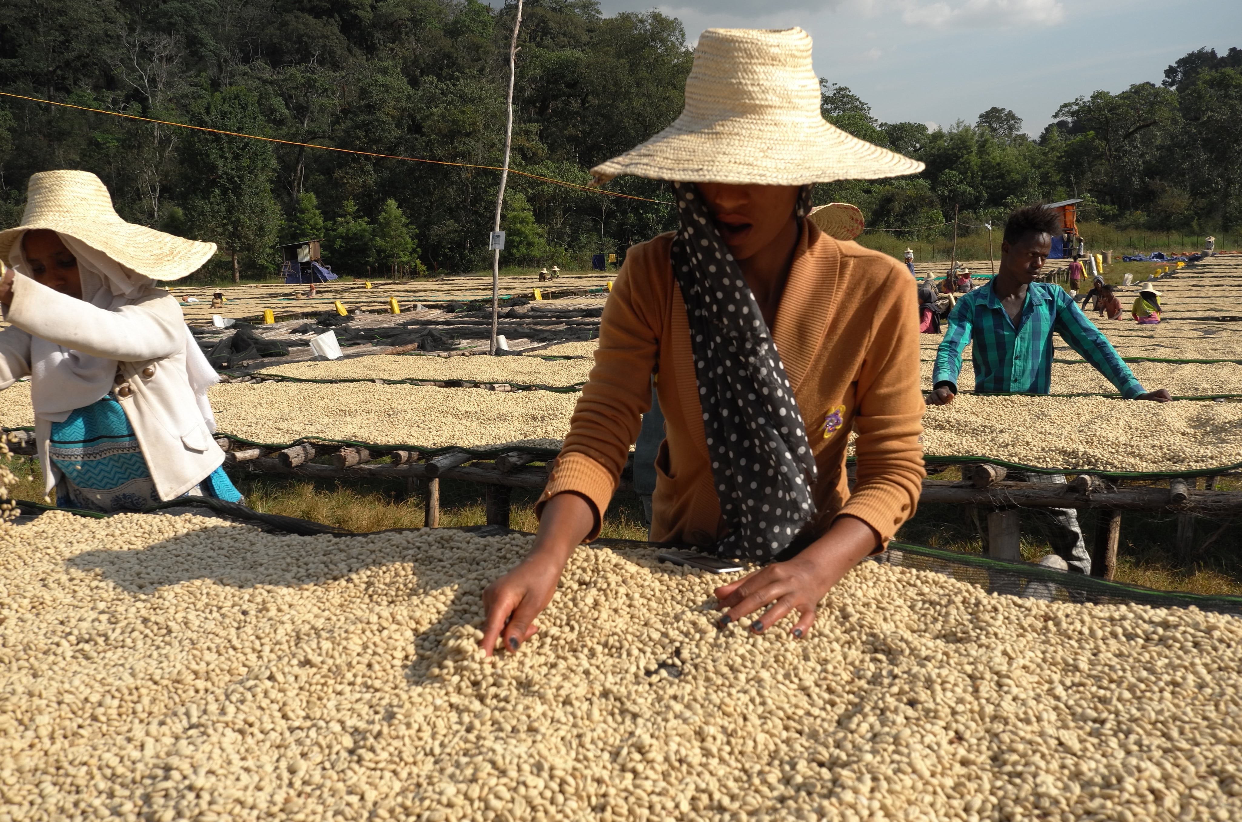 Woman in a straw hat and orange cardigan sorting parchment coffee on a raised bed at Duromina, Agaro, Ethiopia