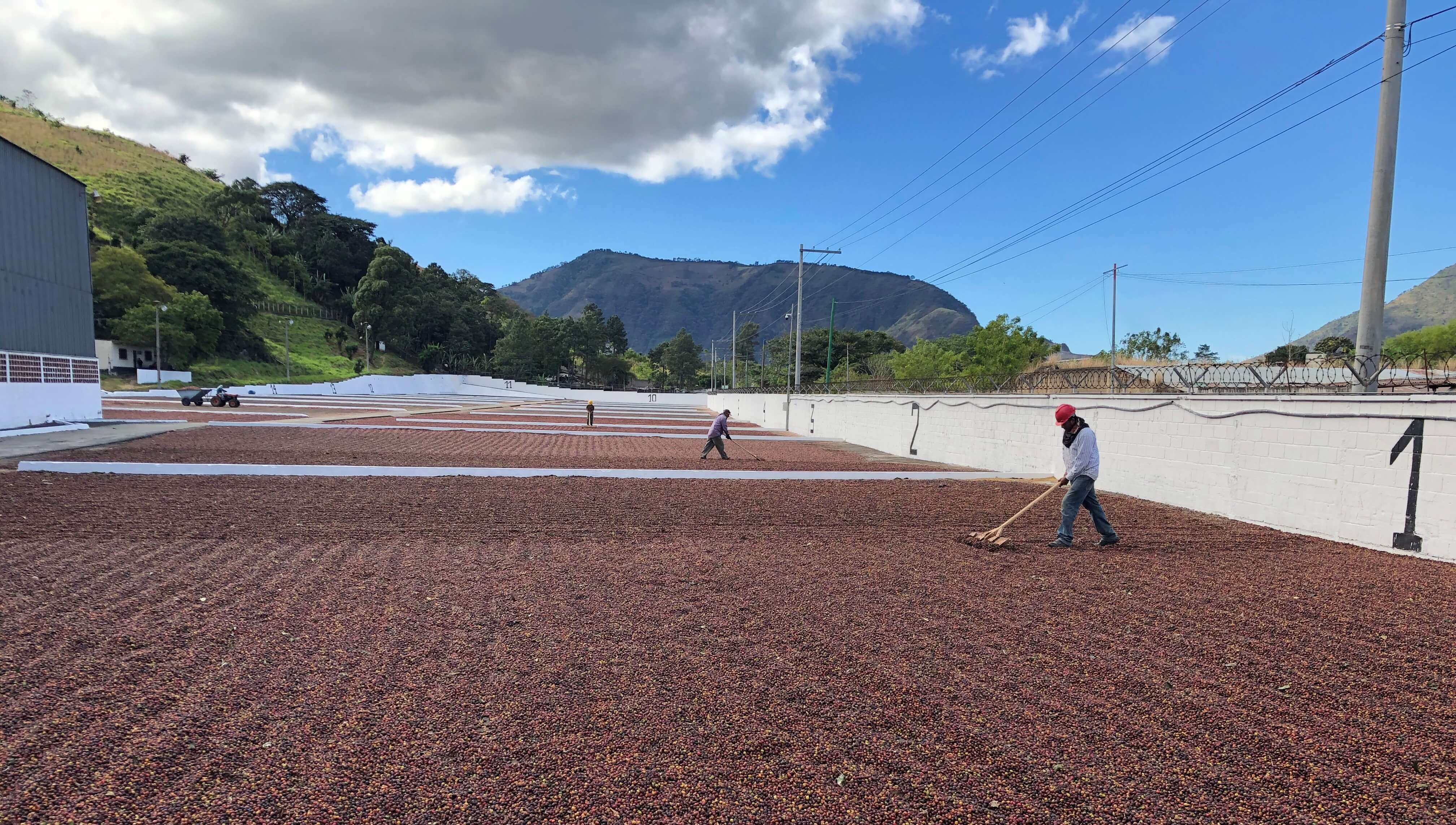 Workers raking whole coffee cherry on concrete drying patios below green hills, natural process coffee in Guatemala