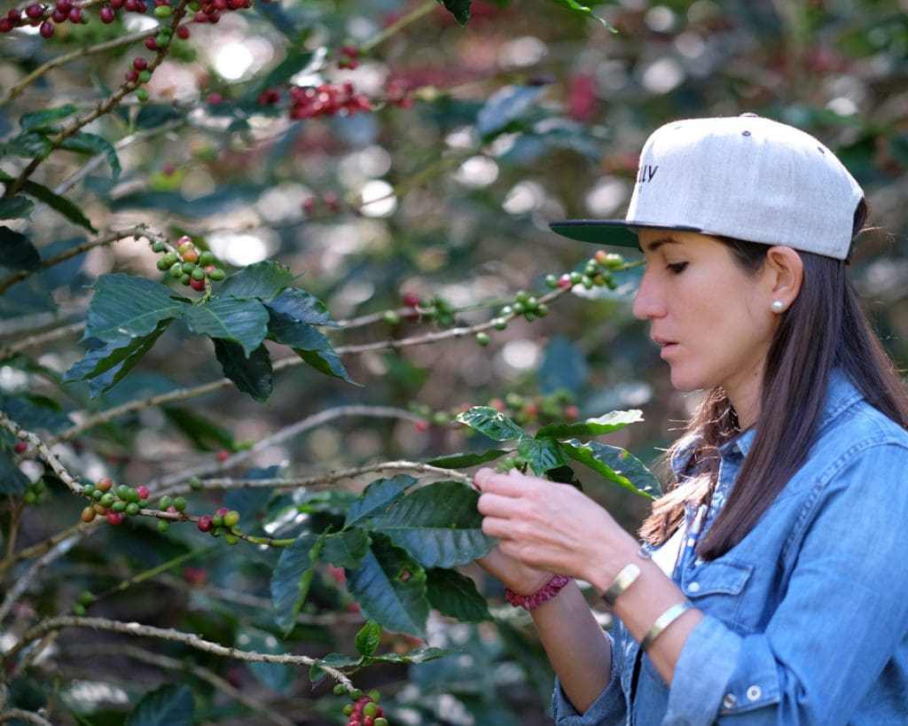 Katia Duke inspecting a branch of ripening coffee cherry at San Isidro, Copán, Honduras