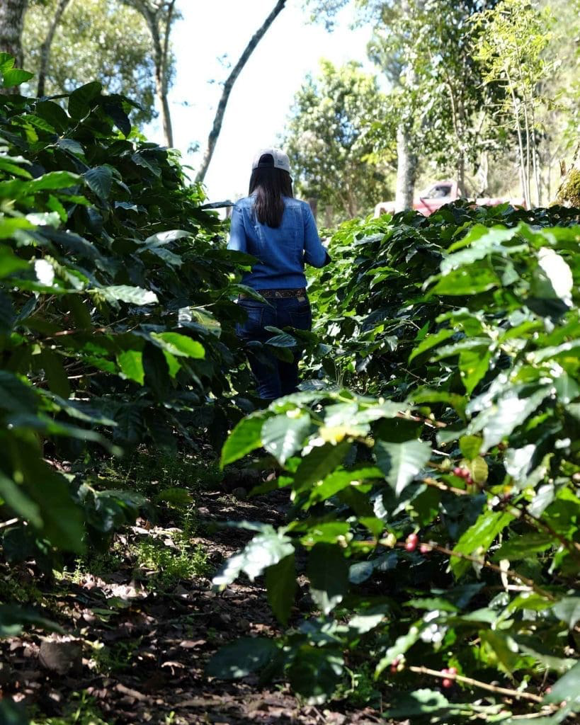 Katia Duke walking a row of shaded coffee trees at San Isidro, Copán, Honduras, 1,300 MASL