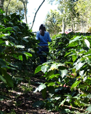 Katia Duke walking a row of shaded coffee trees at San Isidro, Copán, Honduras, 1,300 MASL