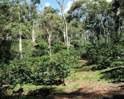 Coffee trees growing under shade trees at San Isidro, Copán, Honduras, 1,300 MASL