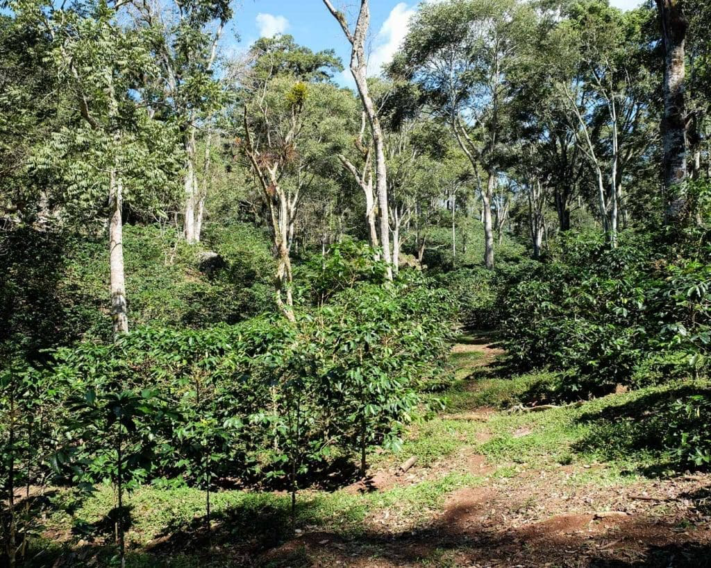 Coffee trees growing under shade trees at San Isidro, Copán, Honduras, 1,300 MASL